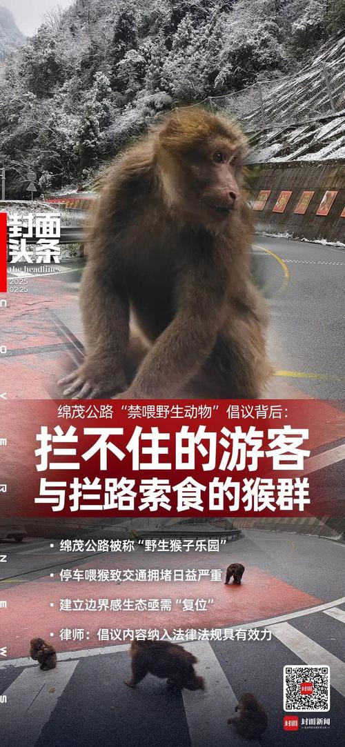 被大猩猩反向投喂,被大猩猩反向投喂怎么办