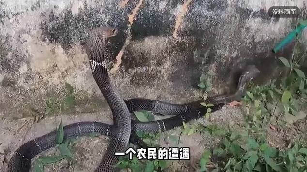 男子在湖边被蛇咬伤,男子在湖边被蛇咬伤视频